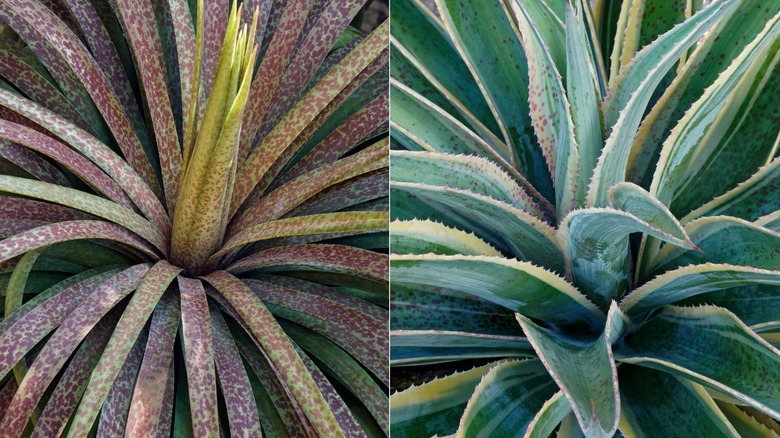 Split image with mangave 'Bad Hair Day' on the left and 'Navajo Princess' on the right