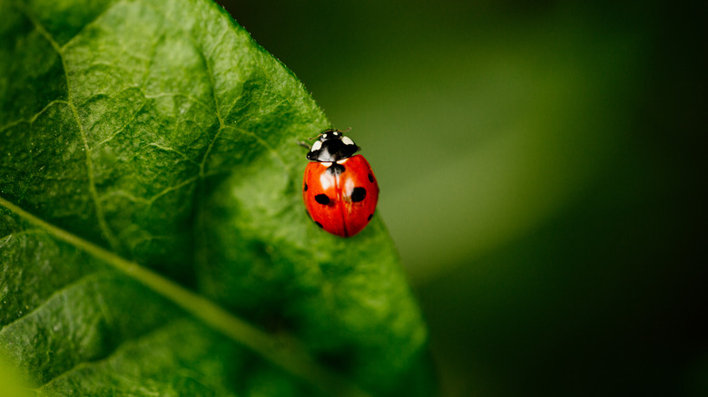 Ladybug on a green leaf