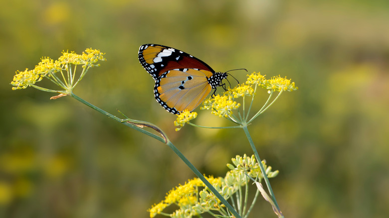 Butterfly on fennel flowers