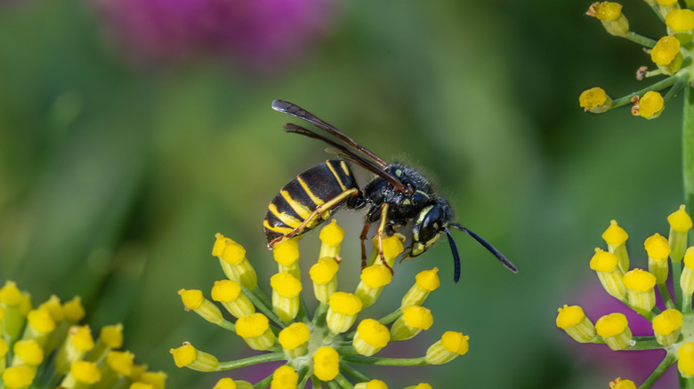 A yellowjacket sitting on a yellow flower