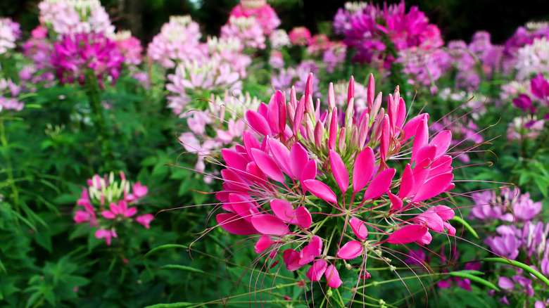 Pink, purple, and white spider flowers with green foliage growing in a garden.