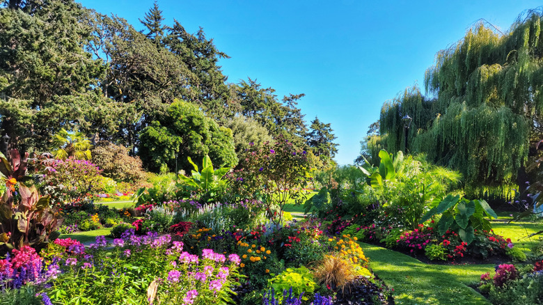 A lush garden and lawn full of flowering perennials and different species of shrubs and trees.