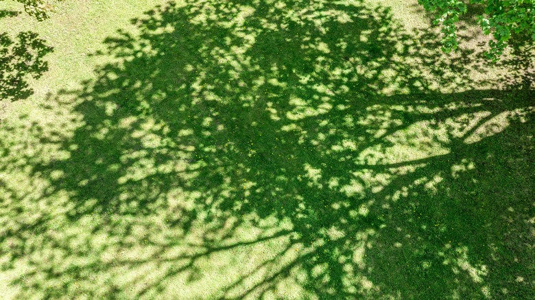 shade from tree on lawn