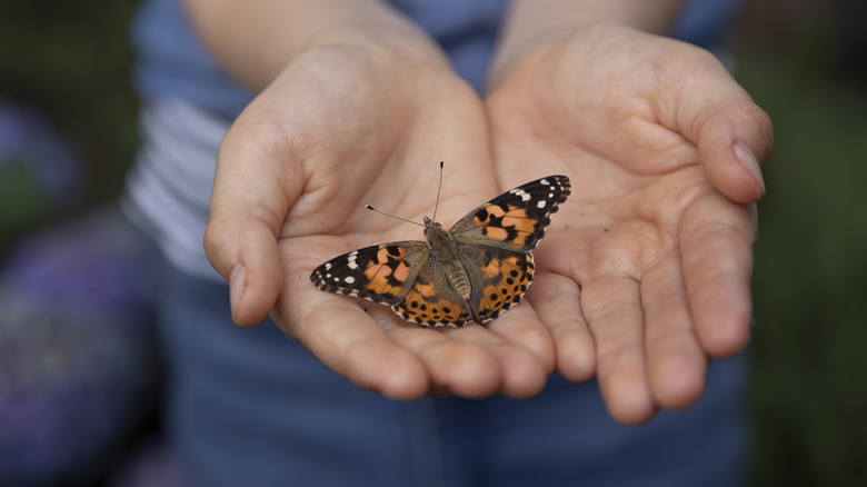 A child's light-skinned hands hold a black, orange, and white butterfly.