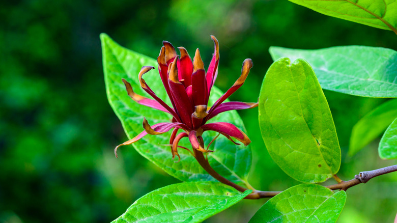 A magenta sweetshrub blossom stands out against green foliage.