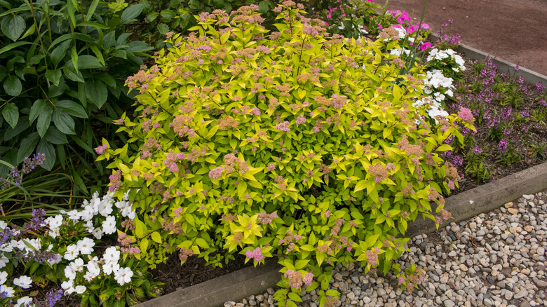 'Gold Mound' Spirea in a landscape.