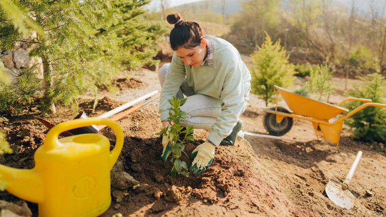 A woman planting a shrub in a bare patch of land