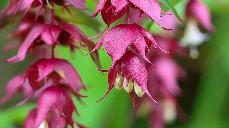 Purple bracts on Himalayan honeysuckle