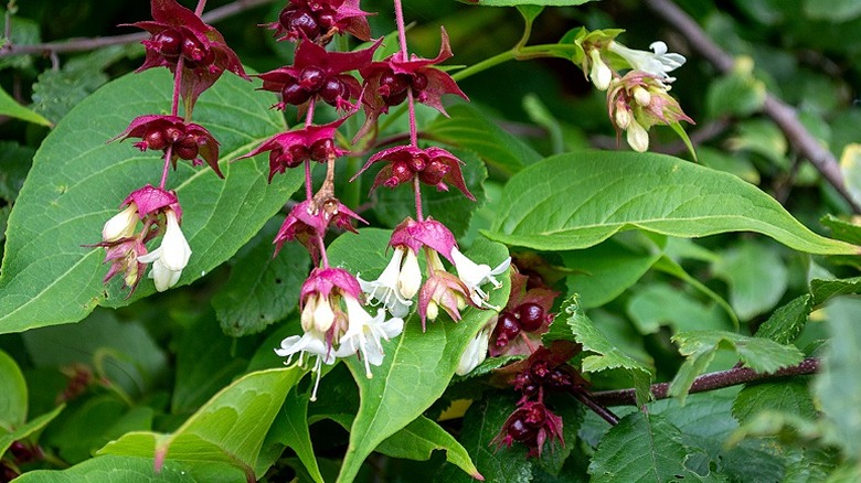 White flowers on Himalayan honeysuckle