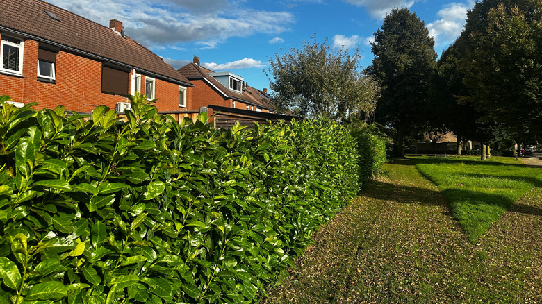 House with privacy hedge