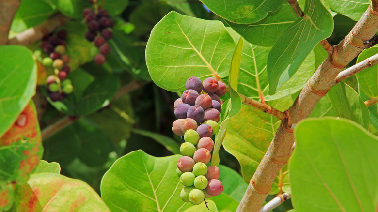 Seagrape plant with ripening fruit