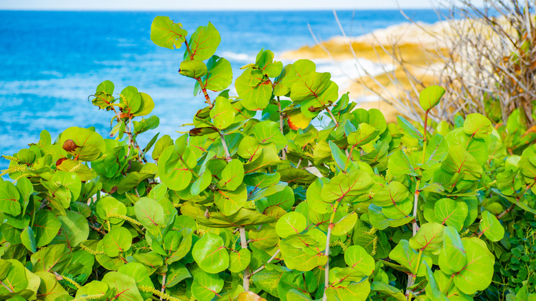 Seagrape plant on coastline