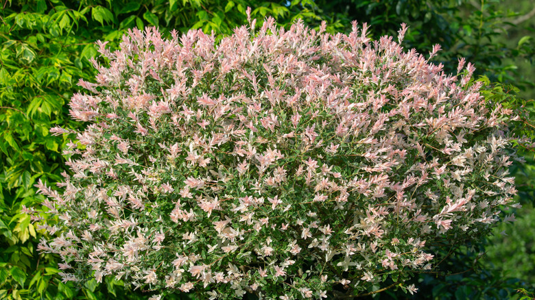 A dapple willow shrub showing the brightly colored foliage