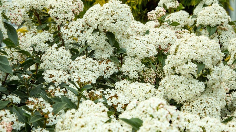 Bridal wreath spirea grows white flower clusters in a garden.