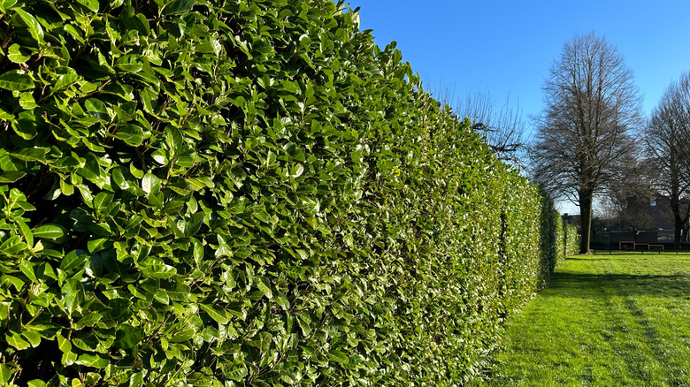 Thriving cherry laurel doubling as a privacy fence in someone's yard