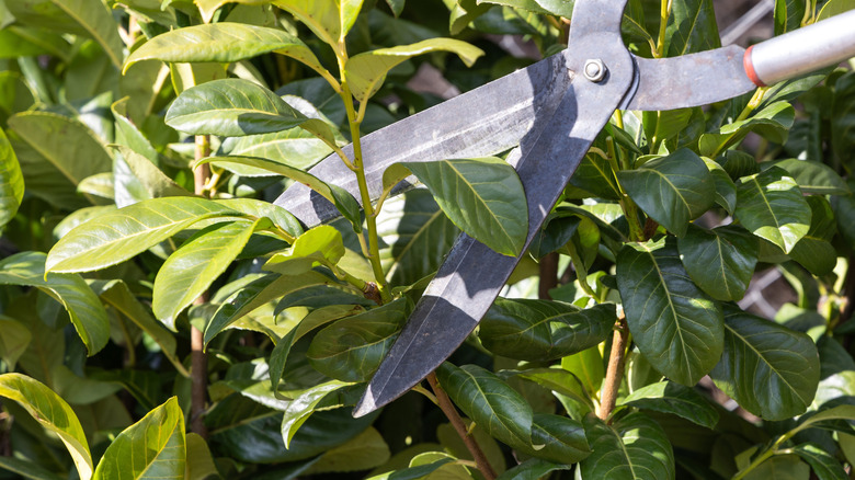 A person trimming a cherry laurel tree with shears