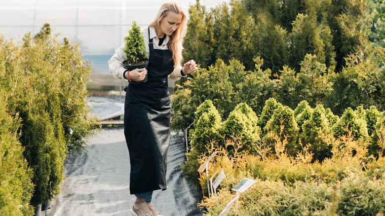 woman looking at garden center spruces