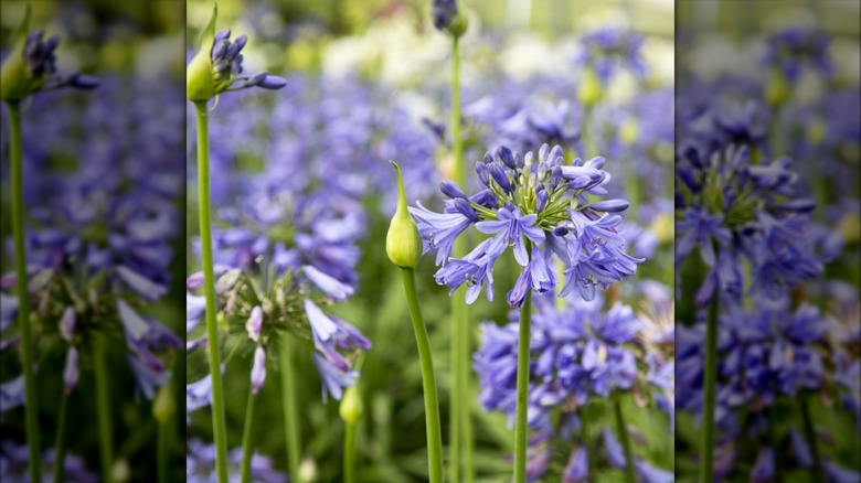 closeup on Ever Sapphire Agapanthus blooms