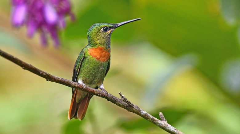 hummingbird perched on branch with blurred garden background