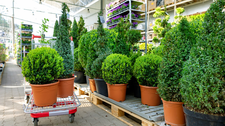 Trees and shrubs in pots at a garden center