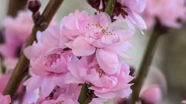 Close up of Corinthian Pink double flowering peach tree blosoms