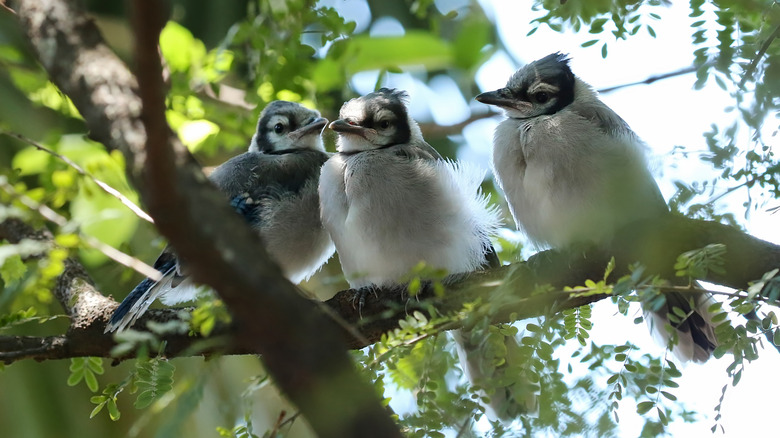 blue jay chicks on branch