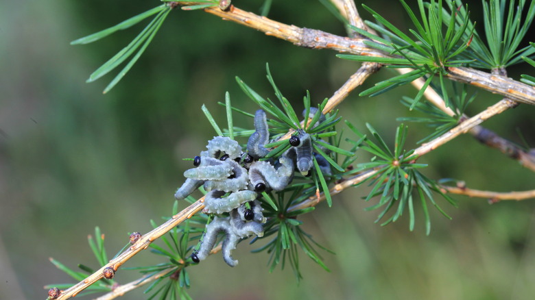larch sawfly larvae feeding on needles