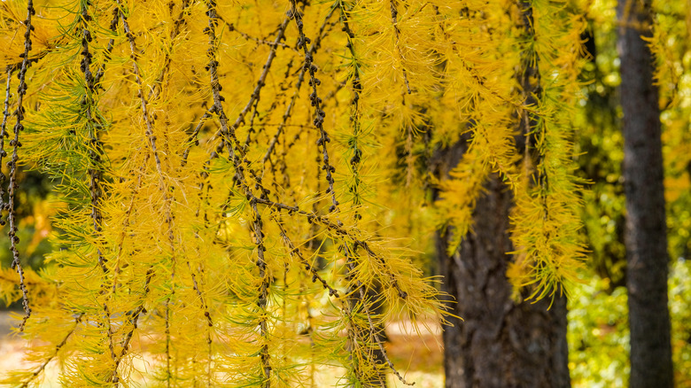 Close-up bright yellow needles on the branches of a larch tree