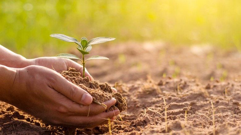 a person planting a tree in the ground