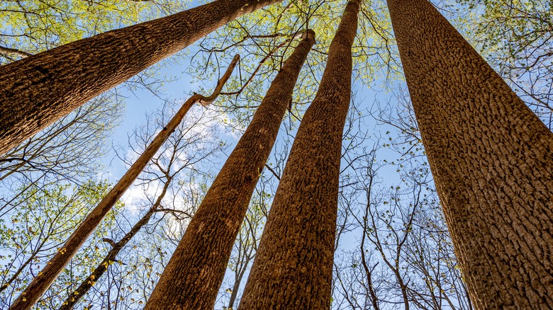 towering tulip poplar trees