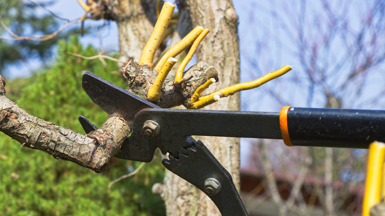 upclose image of someone pruning a tree with hand shears