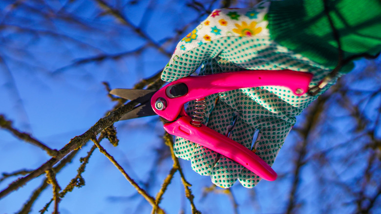 person with gardening clothes pruning branch in winter