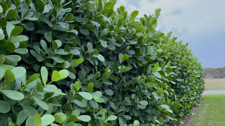 Clusia grown as a privacy hedge in a yard