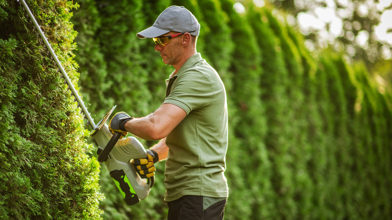 Person trimming a privacy hedge