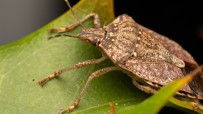 Extreme closeup of brown marmorated stink bug on bright green leaf