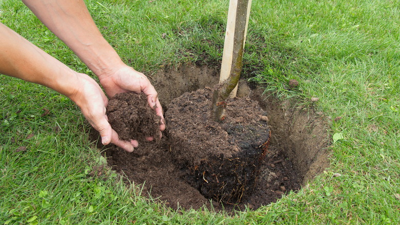 hands planting tree