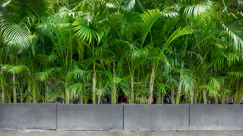 A privacy screen in a yard created by tall Areca palms.