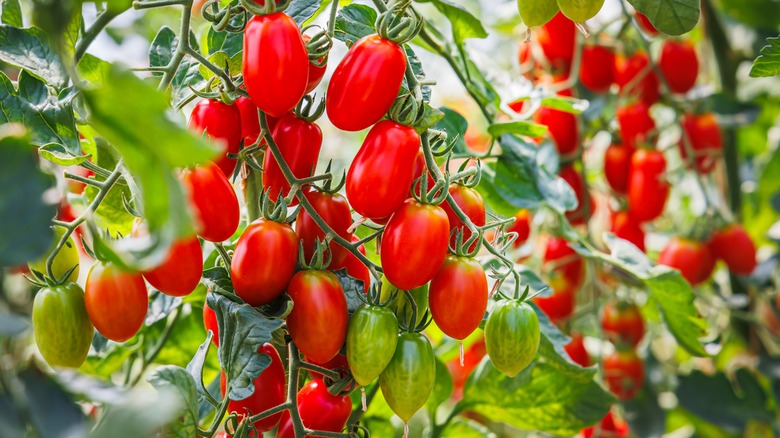 Roma tomatoes growing in garden