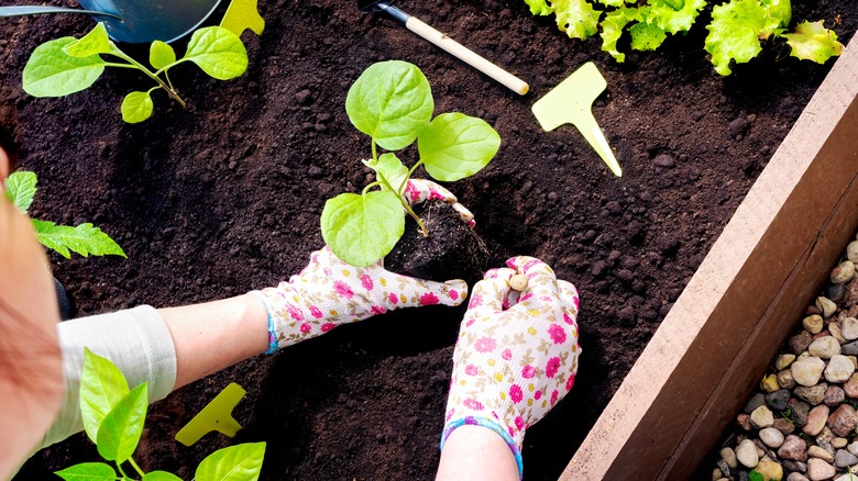 person tending sprouts raised garden