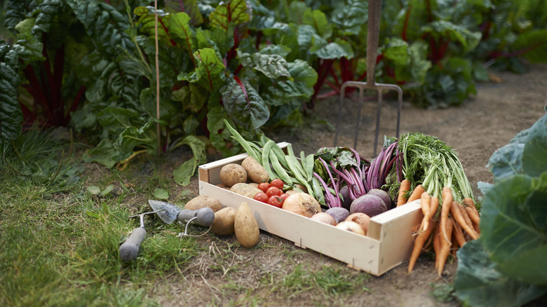 Basket of vegetables in garden
