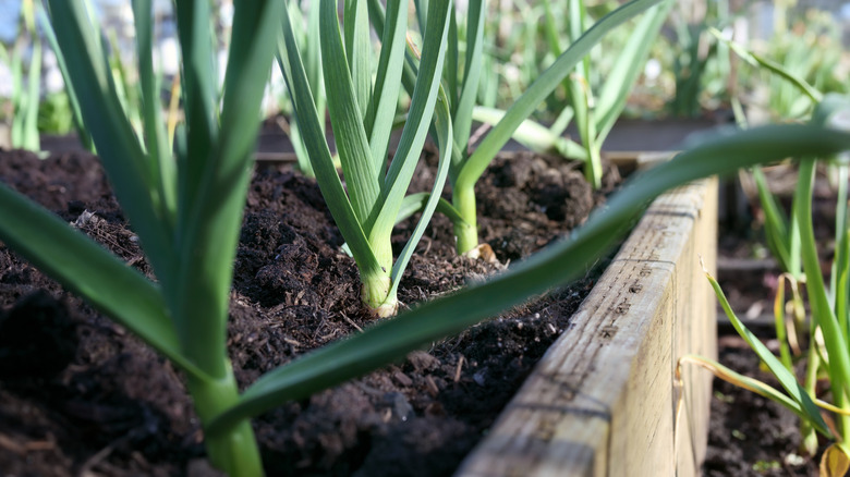 Spring onion planted in garden soil