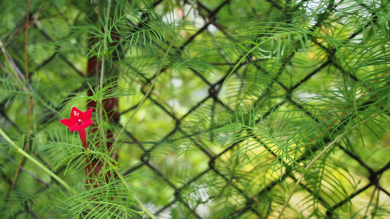 Cypress vine growing along a chain link fence