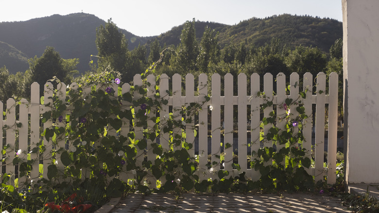 A plain white timber fence with some vines starting to grow over it and gorgeous mountain scenery in the background