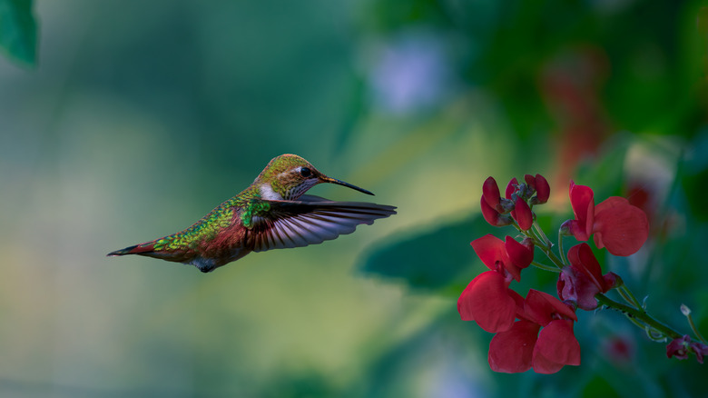A pretty hummingbird flying toward some red flowers