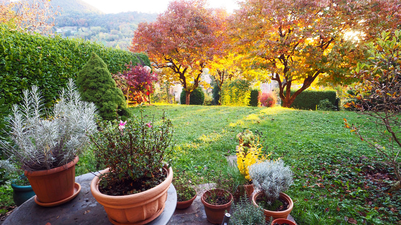 A back yard in fall with lots of colorful foliage and plants in pots