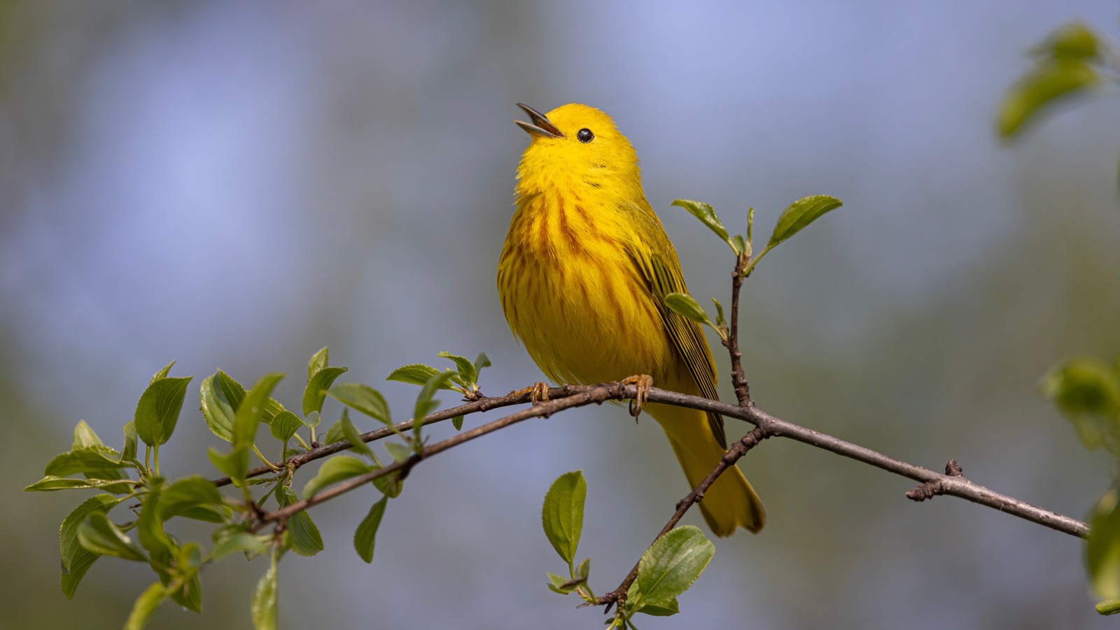 The Fast-Growing Weeping Tree That'll Help Attract More Birds To Your Yard