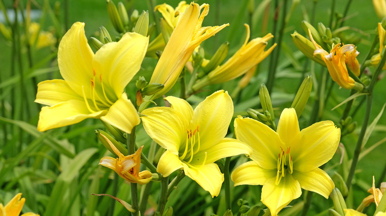 Yellow daylilies in bloom in a yard