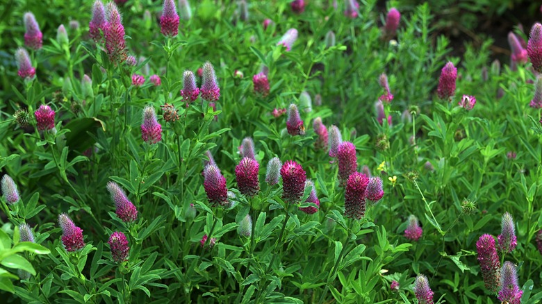 Ruddy clover as a ground cover showing the striking red flowers