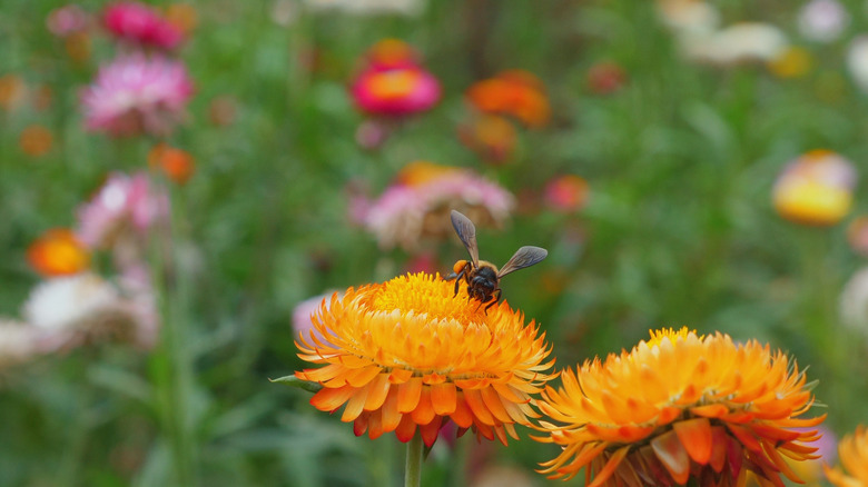 Closeup of a bee in a colorful flower garden