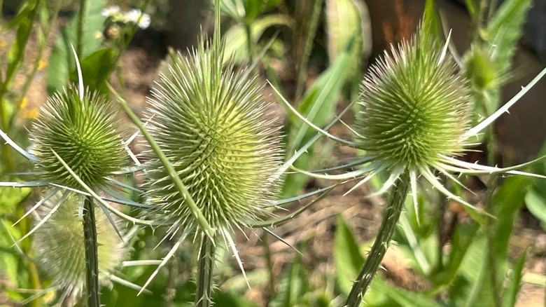 Close up of Dipsacus laciniatus flower heads